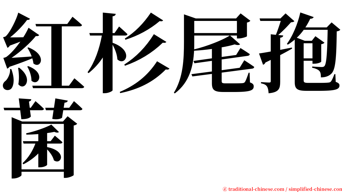 紅杉尾孢菌 serif font