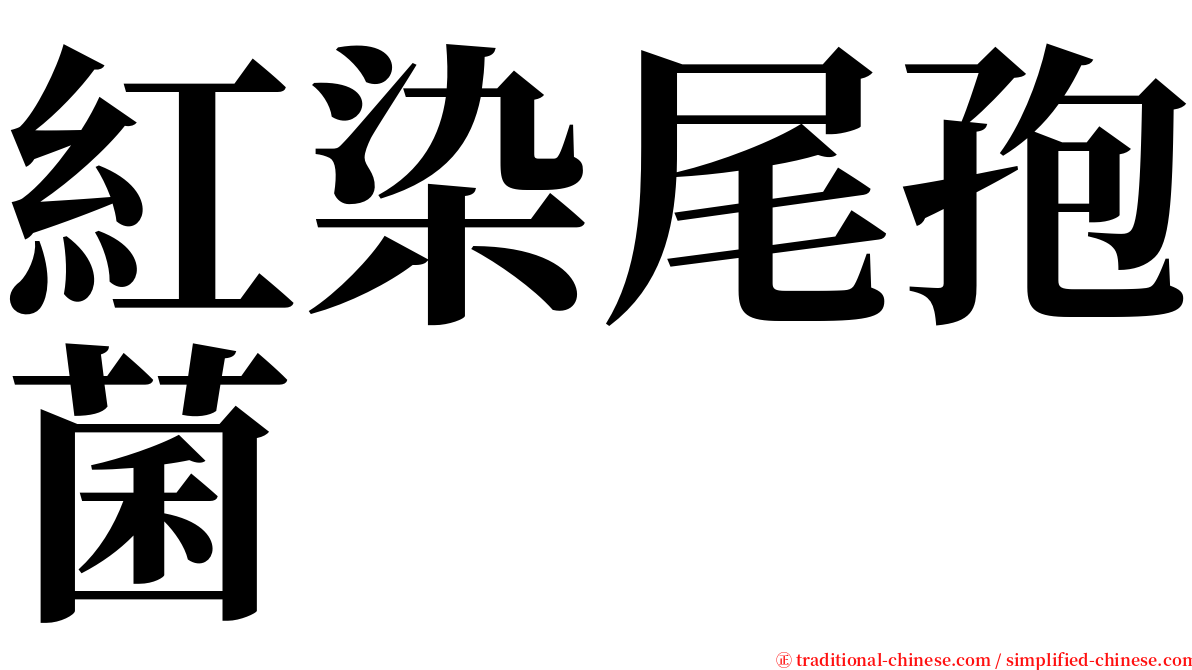 紅染尾孢菌 serif font