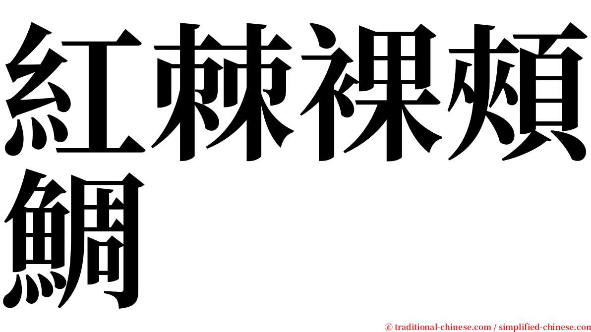 紅棘裸頰鯛 serif font