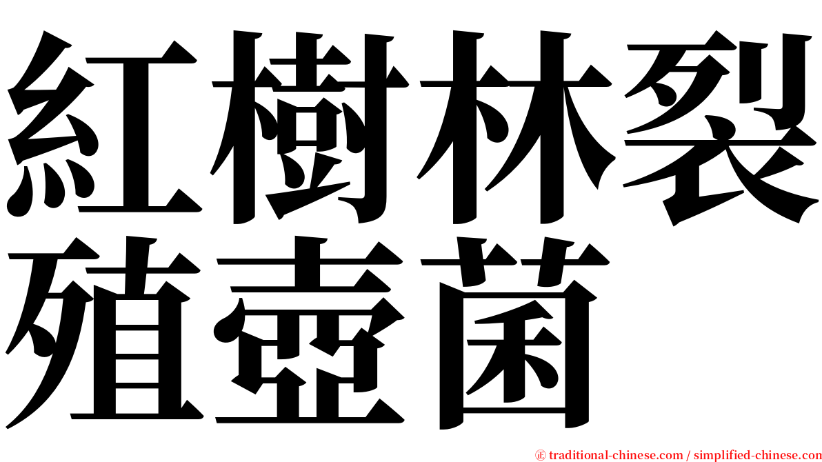紅樹林裂殖壺菌 serif font