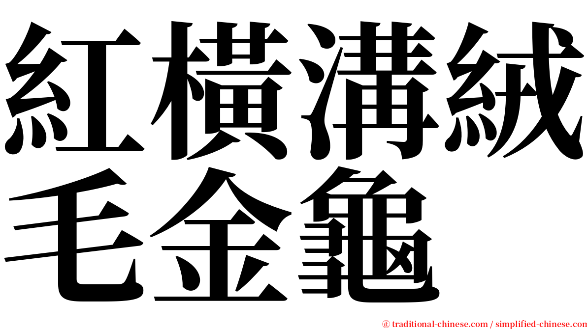 紅橫溝絨毛金龜 serif font