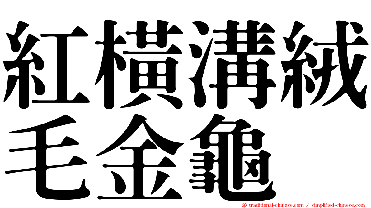 紅橫溝絨毛金龜