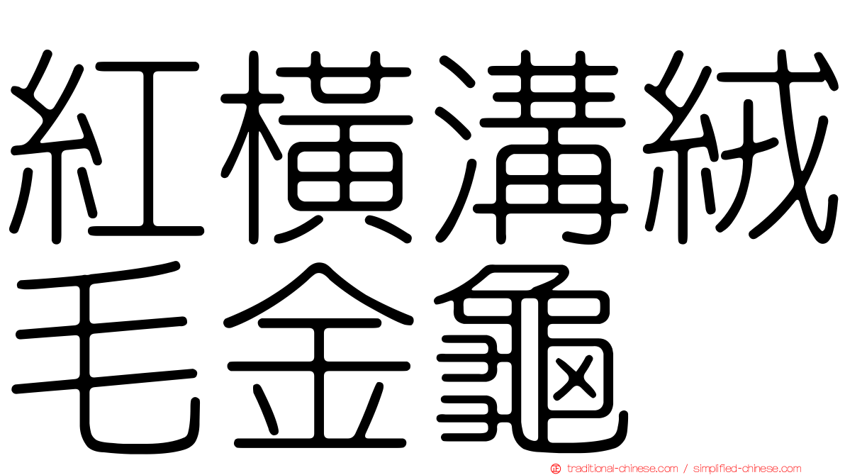 紅橫溝絨毛金龜