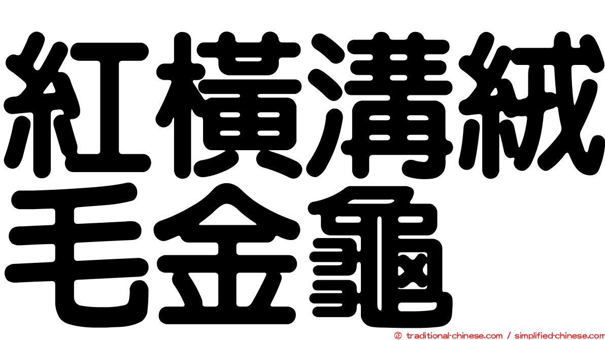 紅橫溝絨毛金龜