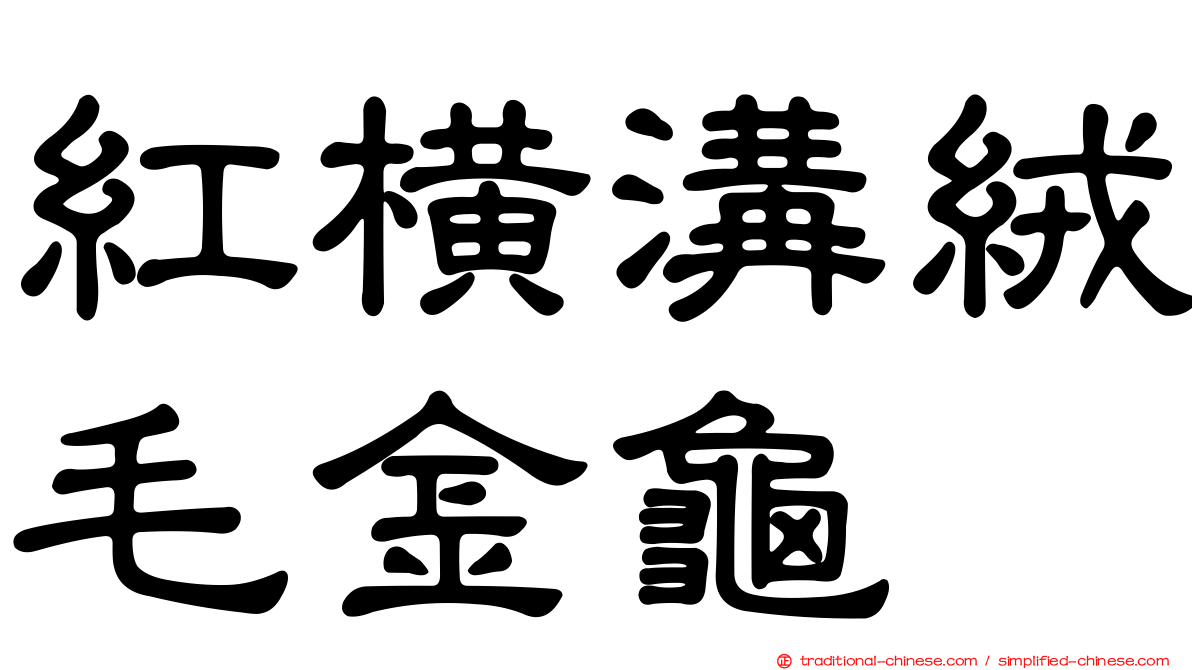 紅橫溝絨毛金龜