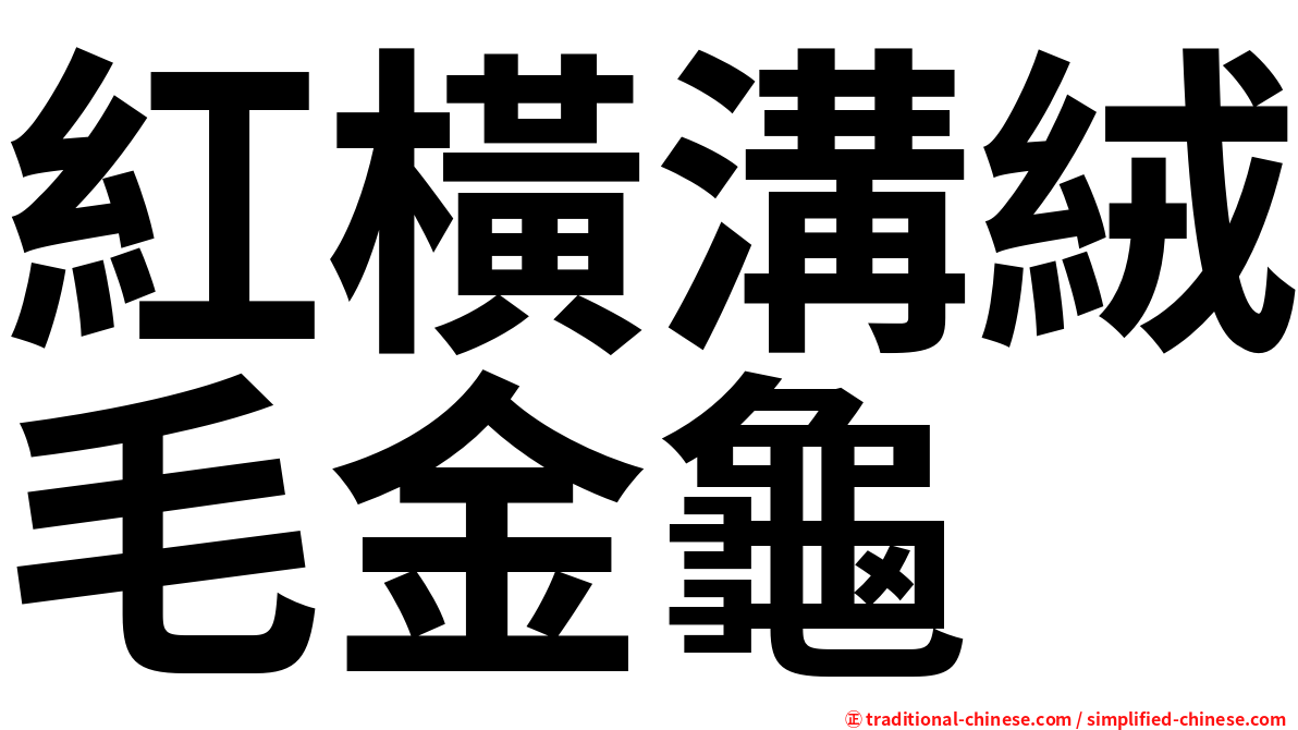 紅橫溝絨毛金龜