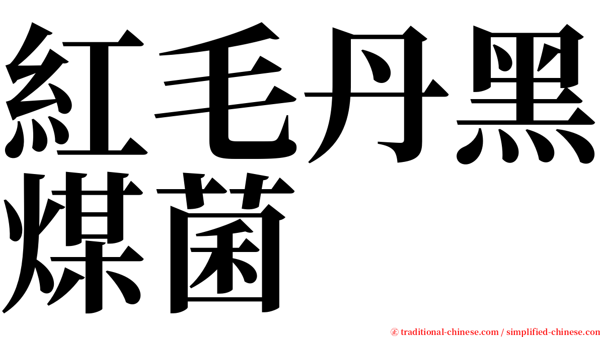 紅毛丹黑煤菌 serif font