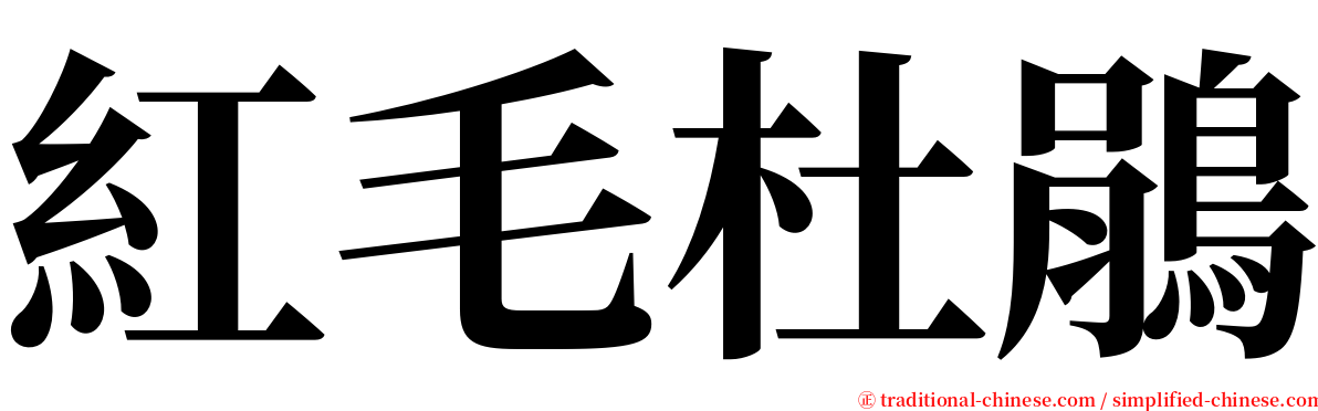 紅毛杜鵑 serif font