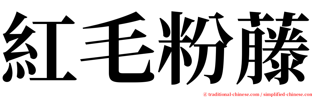 紅毛粉藤 serif font