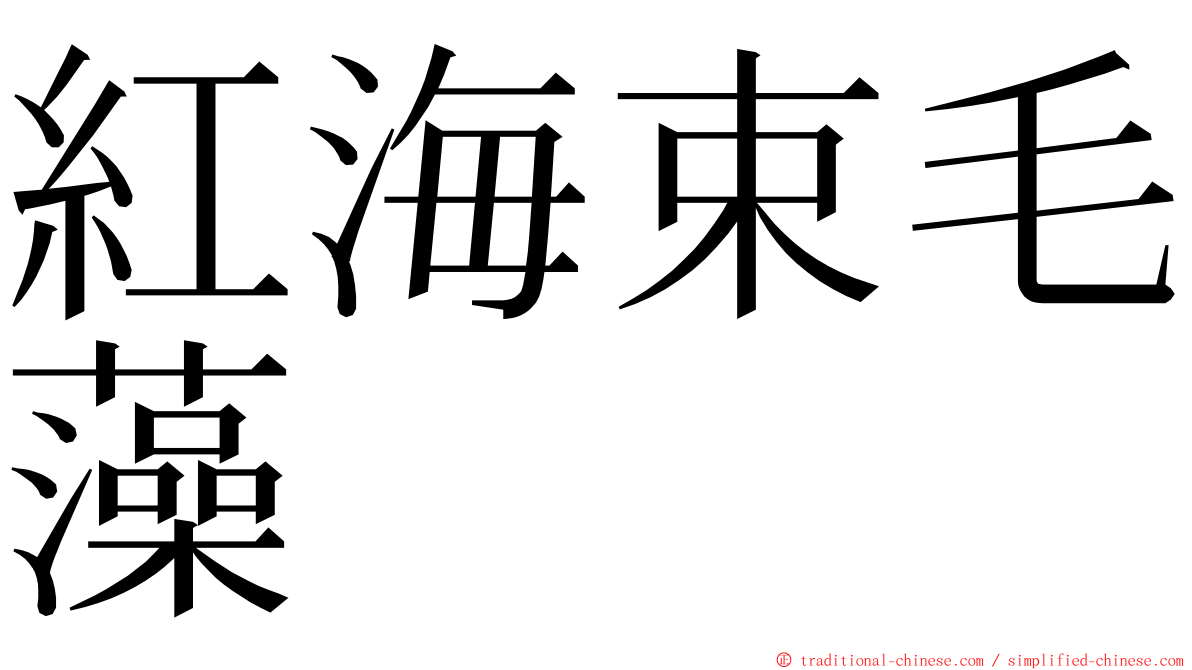 紅海束毛藻 ming font