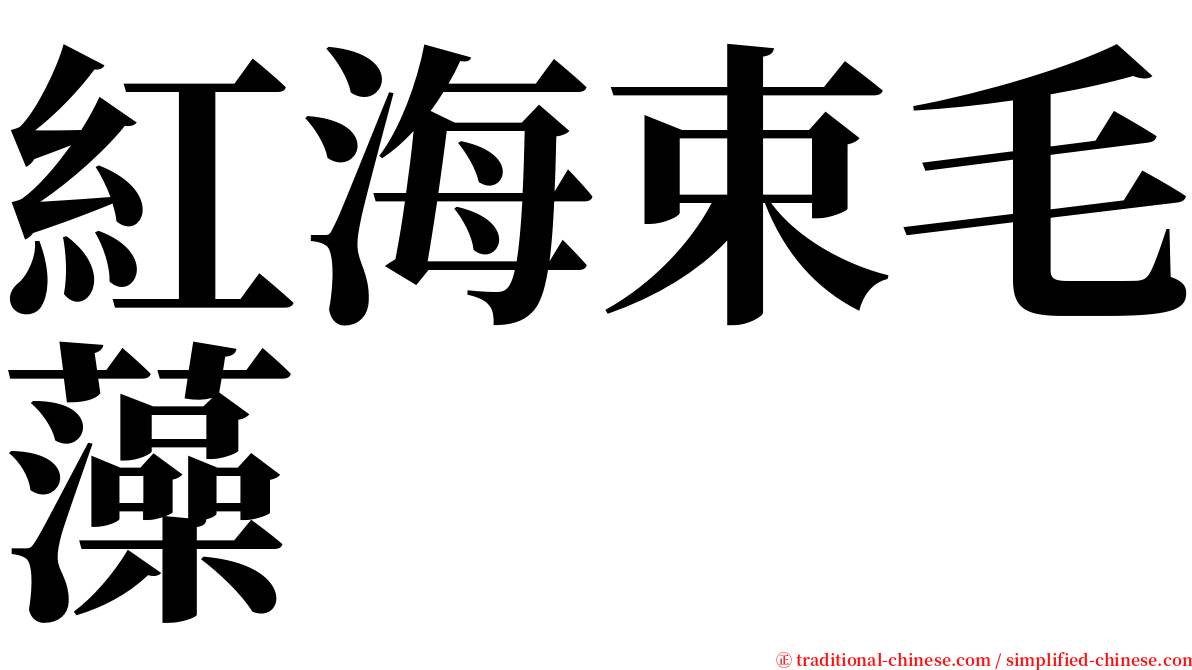 紅海束毛藻 serif font