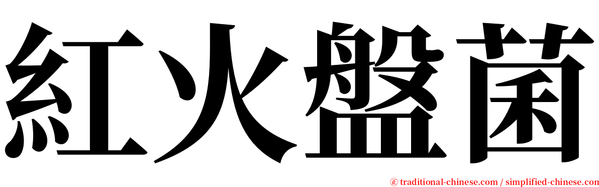 紅火盤菌 serif font