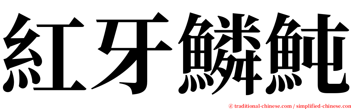 紅牙鱗魨 serif font