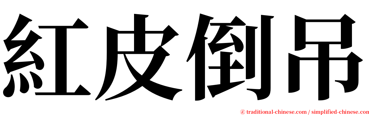 紅皮倒吊 serif font