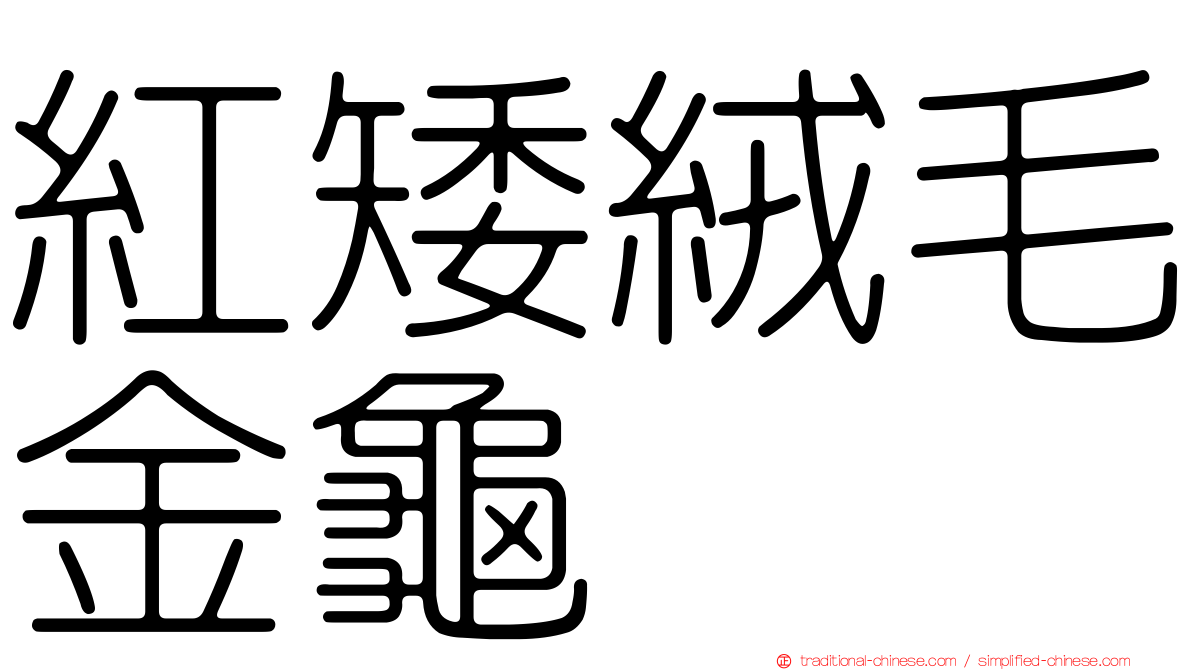 紅矮絨毛金龜