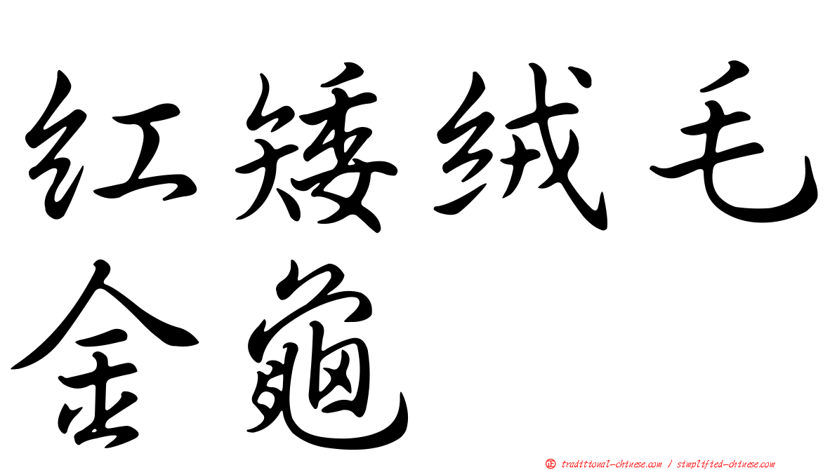 紅矮絨毛金龜