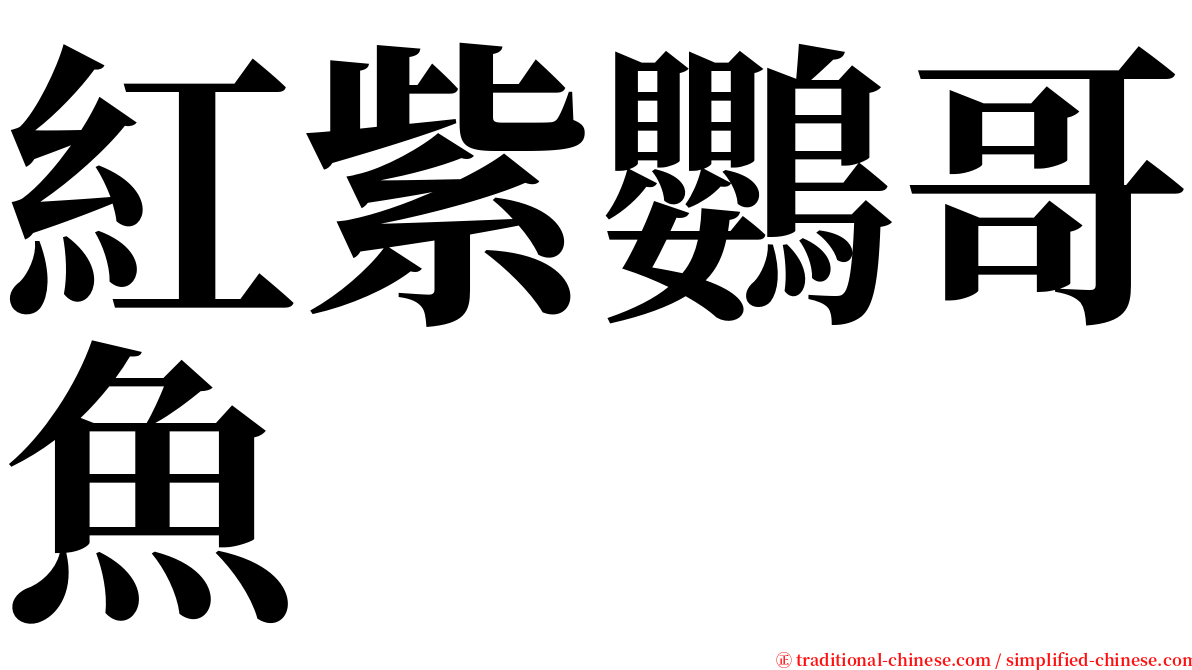 紅紫鸚哥魚 serif font