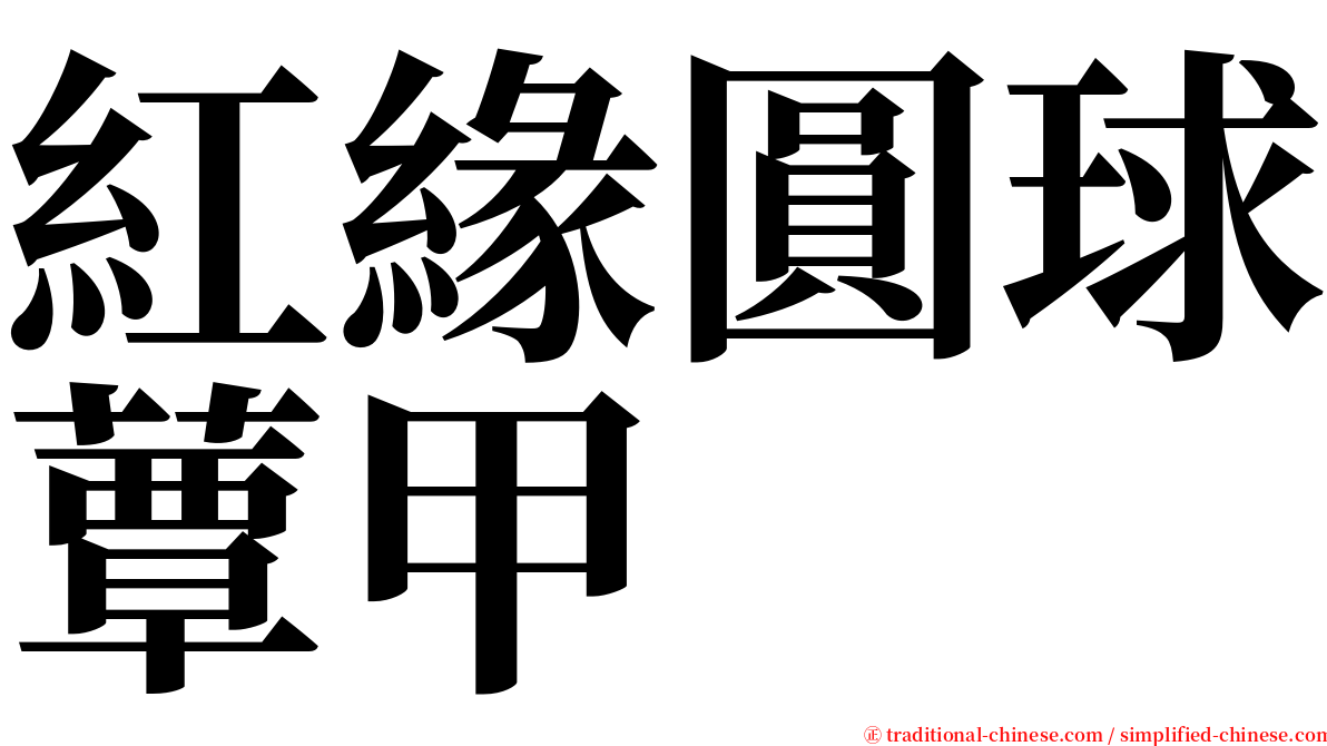 紅緣圓球蕈甲 serif font