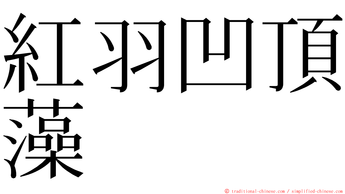 紅羽凹頂藻 ming font