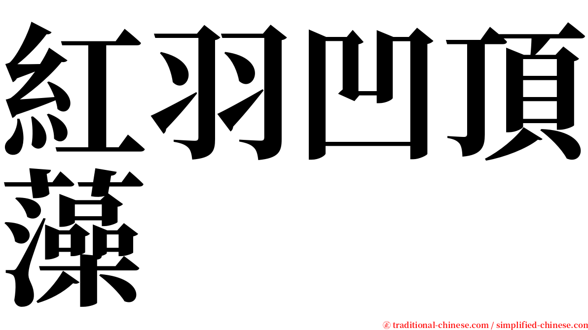 紅羽凹頂藻 serif font