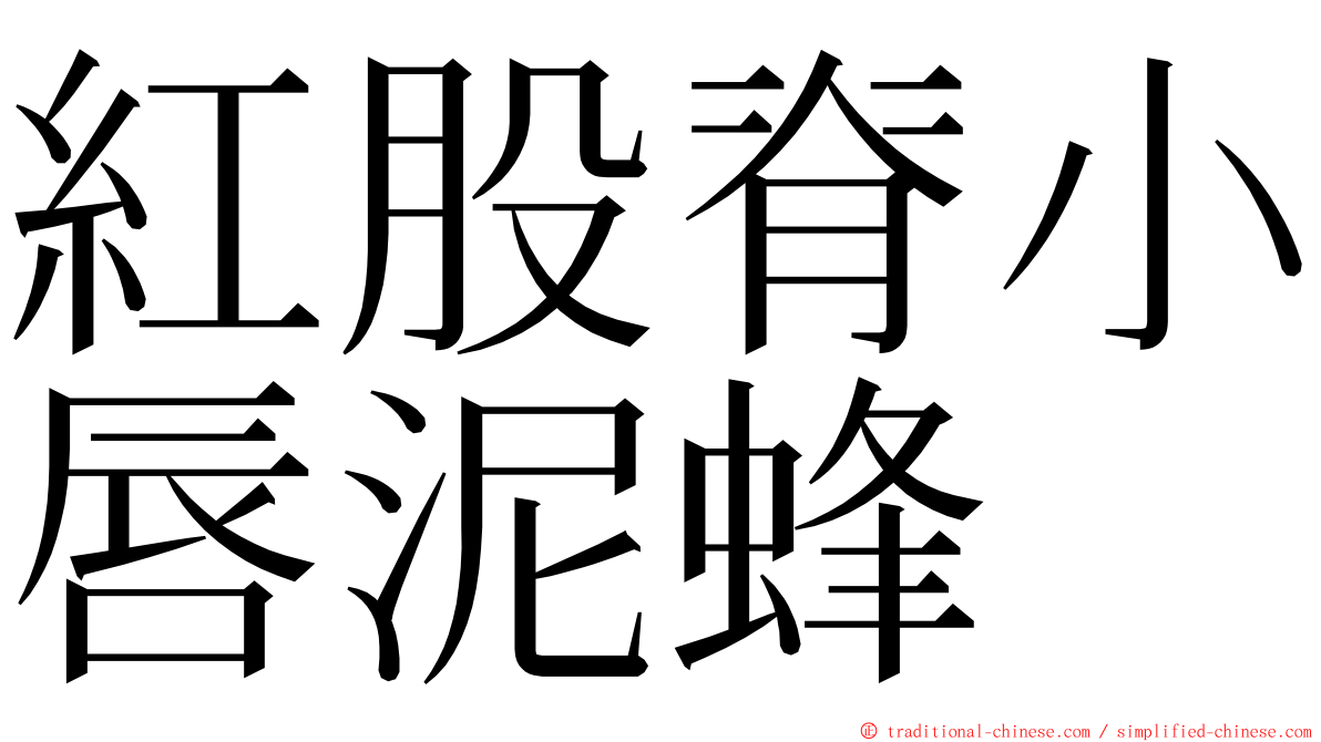 紅股脊小唇泥蜂 ming font