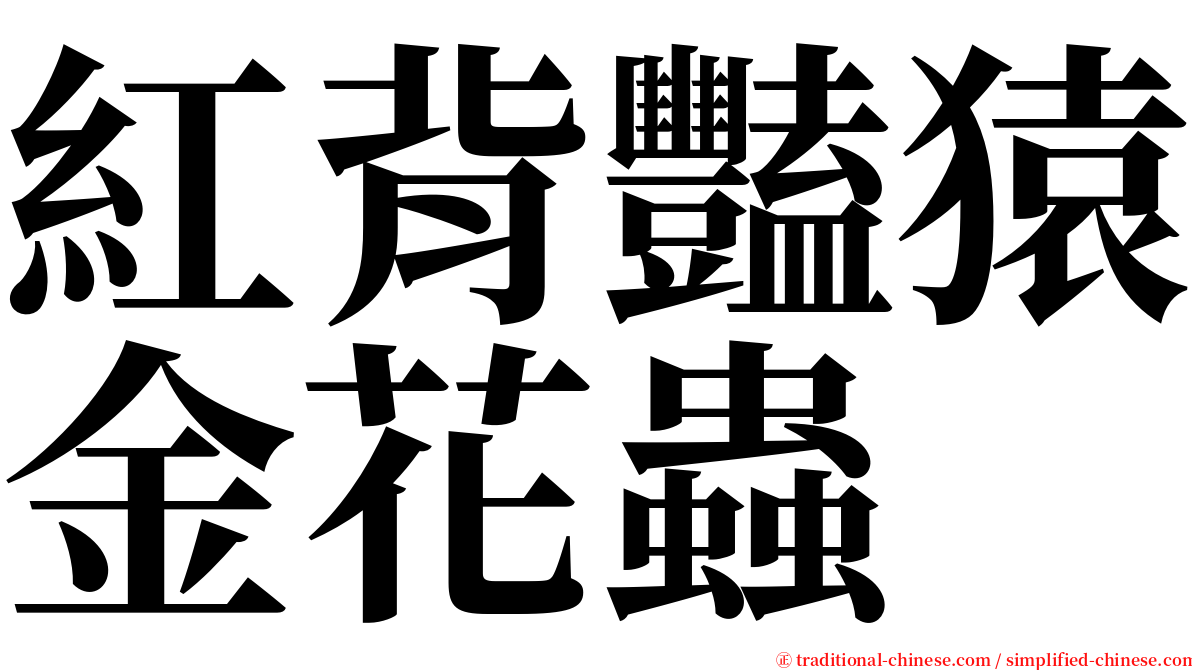 紅背豔猿金花蟲 serif font