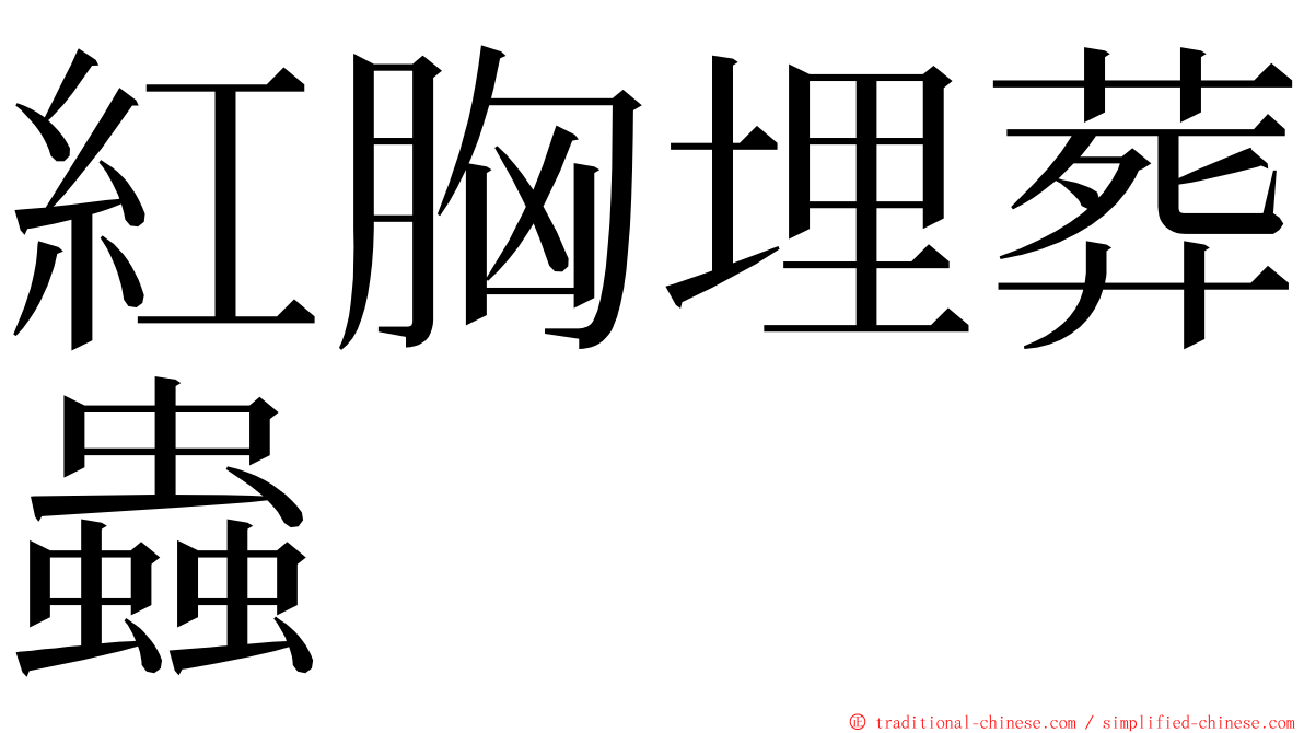 紅胸埋葬蟲 ming font