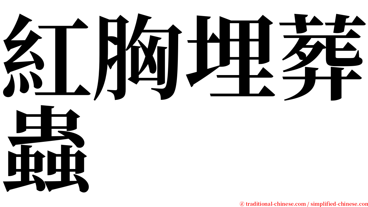 紅胸埋葬蟲 serif font