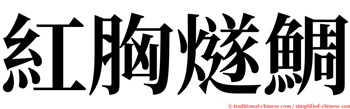 紅胸燧鯛 serif font