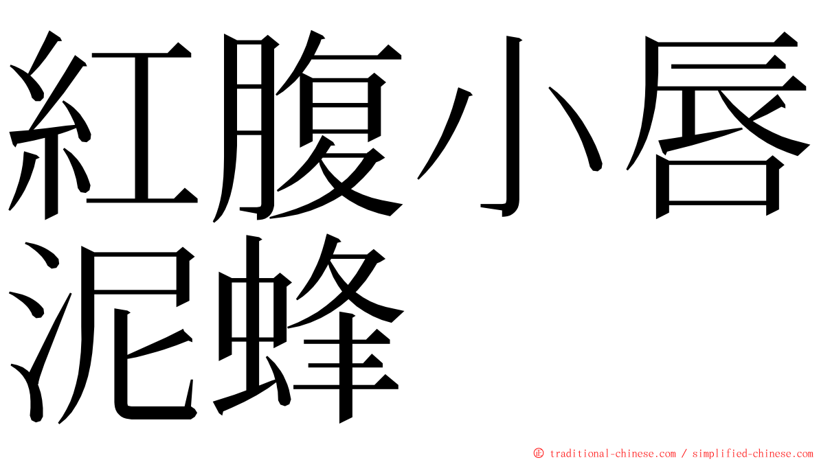 紅腹小唇泥蜂 ming font