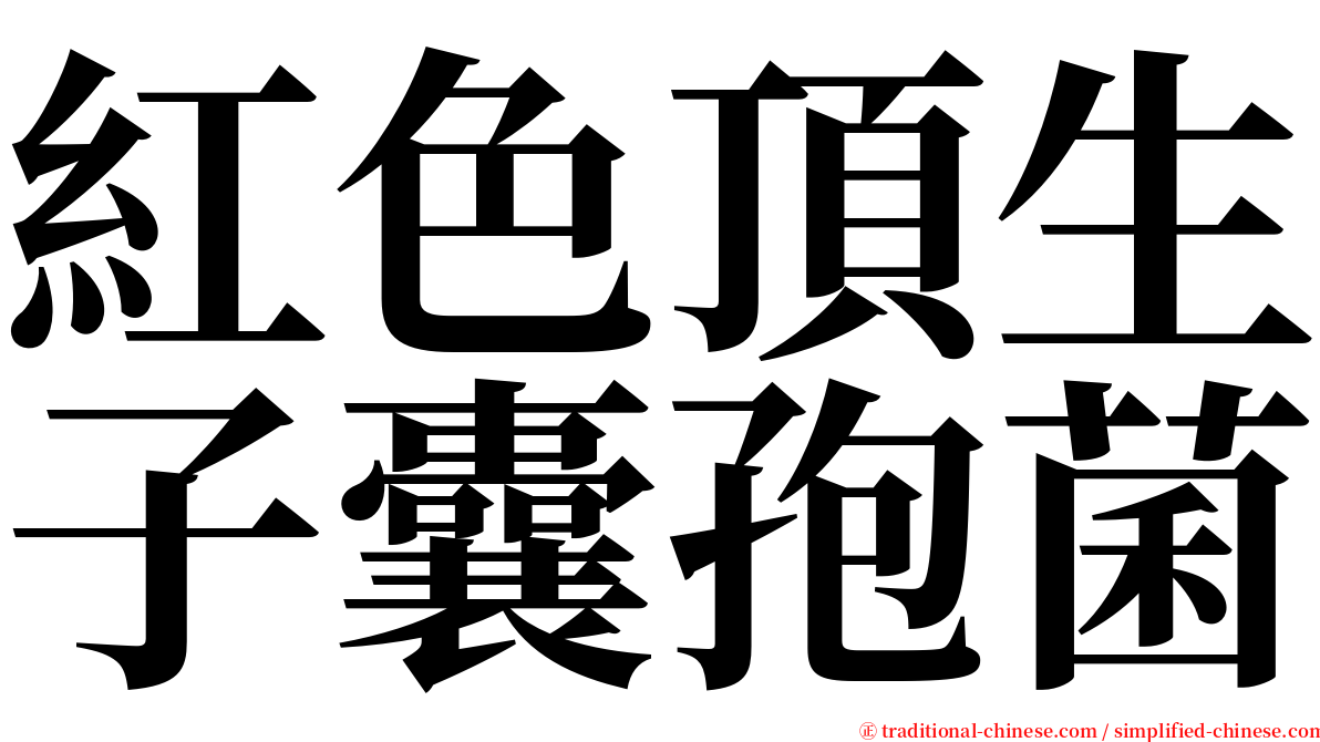 紅色頂生子囊孢菌 serif font