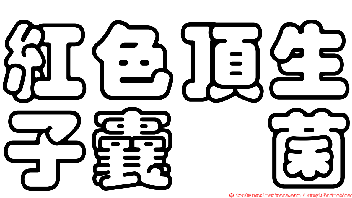 紅色頂生子囊孢菌