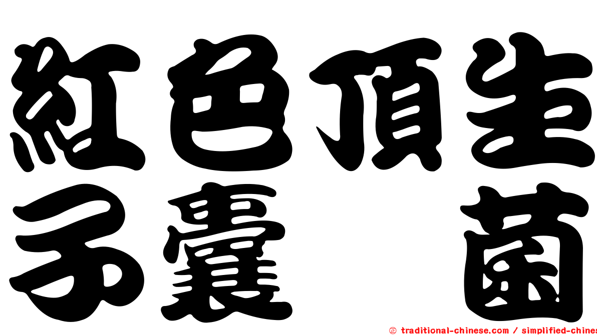 紅色頂生子囊孢菌