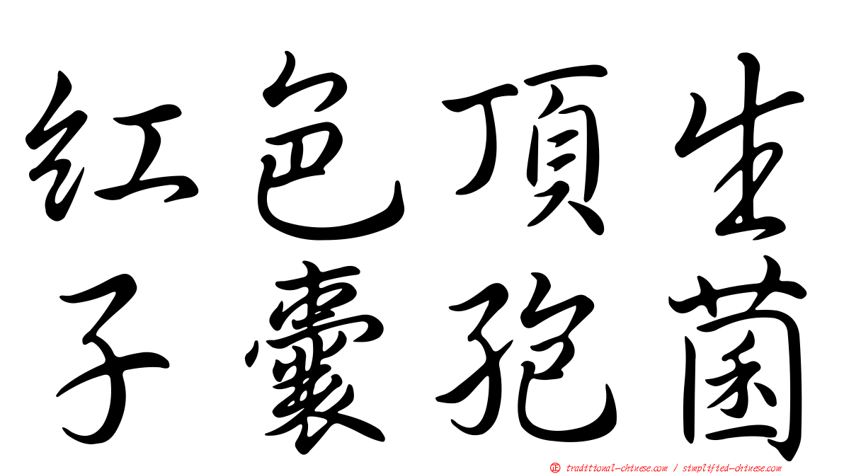 紅色頂生子囊孢菌