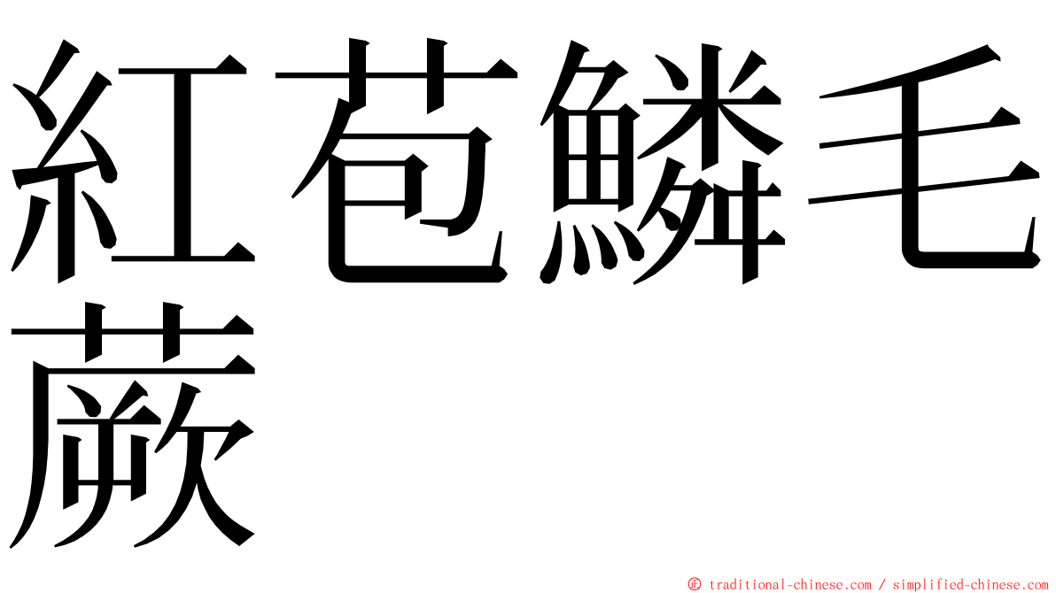 紅苞鱗毛蕨 ming font