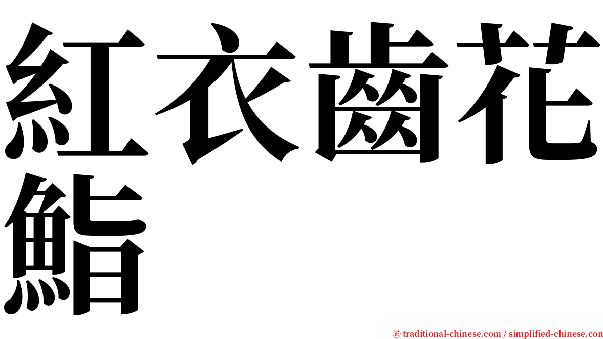 紅衣齒花鮨 serif font