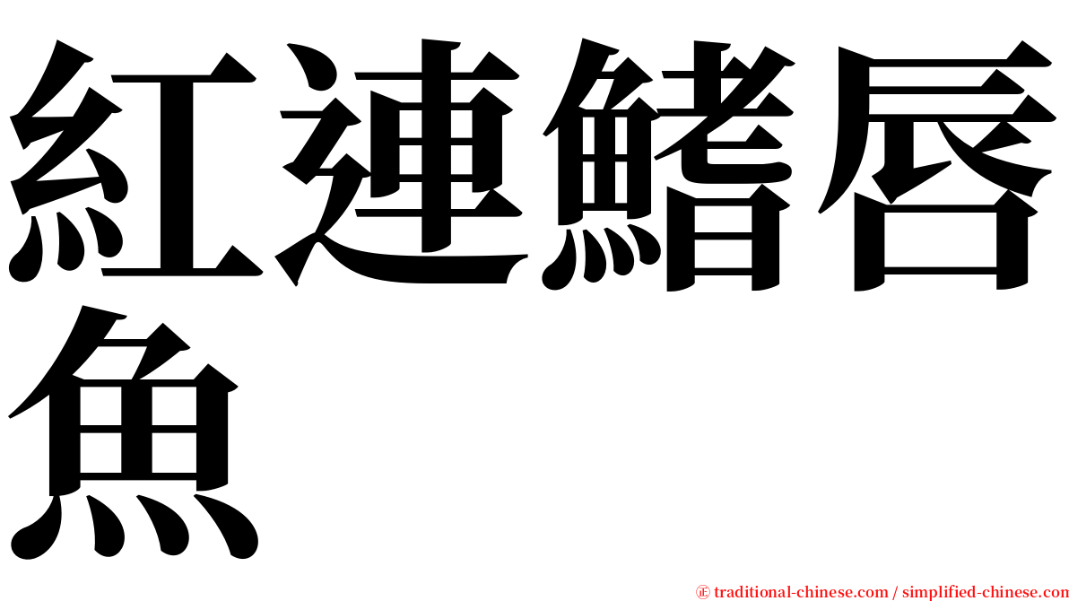 紅連鰭唇魚 serif font