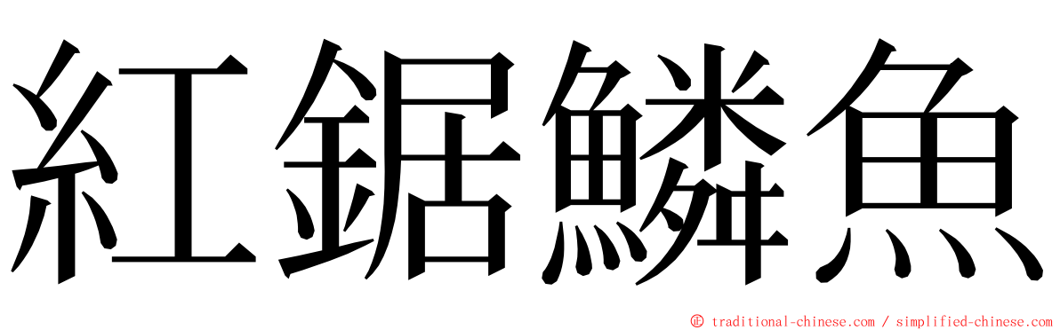 紅鋸鱗魚 ming font