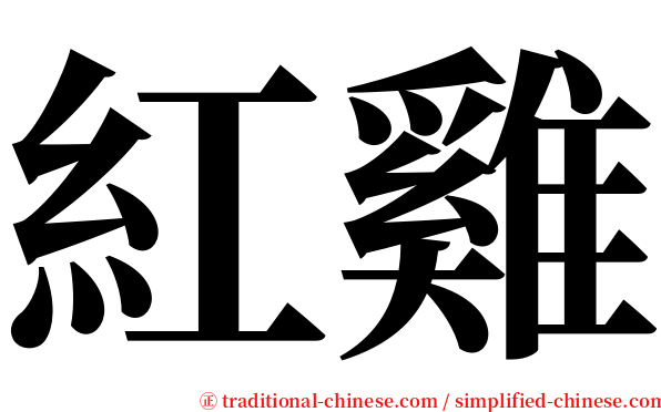 紅雞 serif font