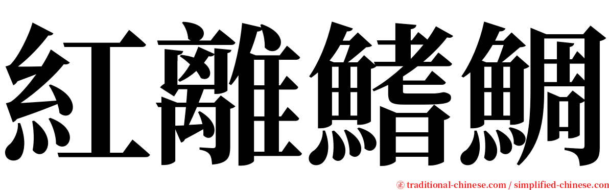 紅離鰭鯛 serif font