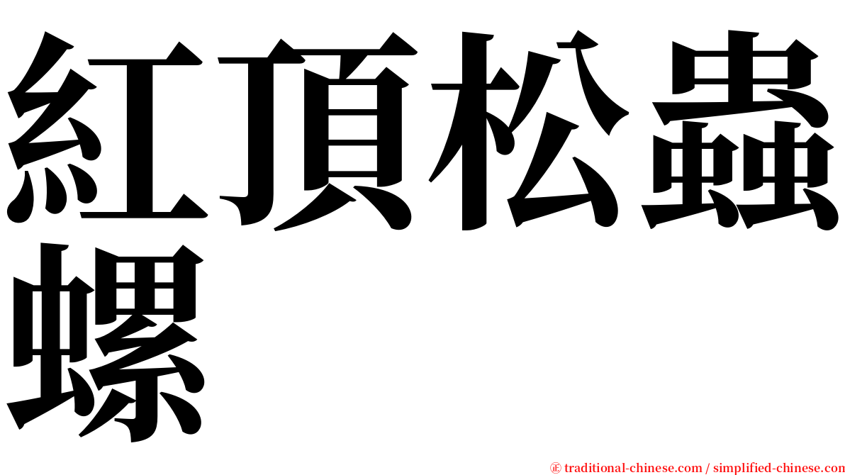 紅頂松蟲螺 serif font