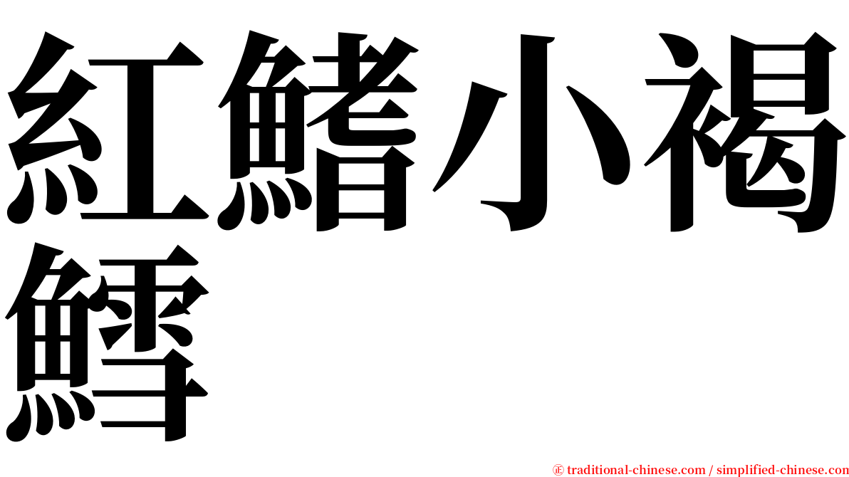 紅鰭小褐鱈 serif font