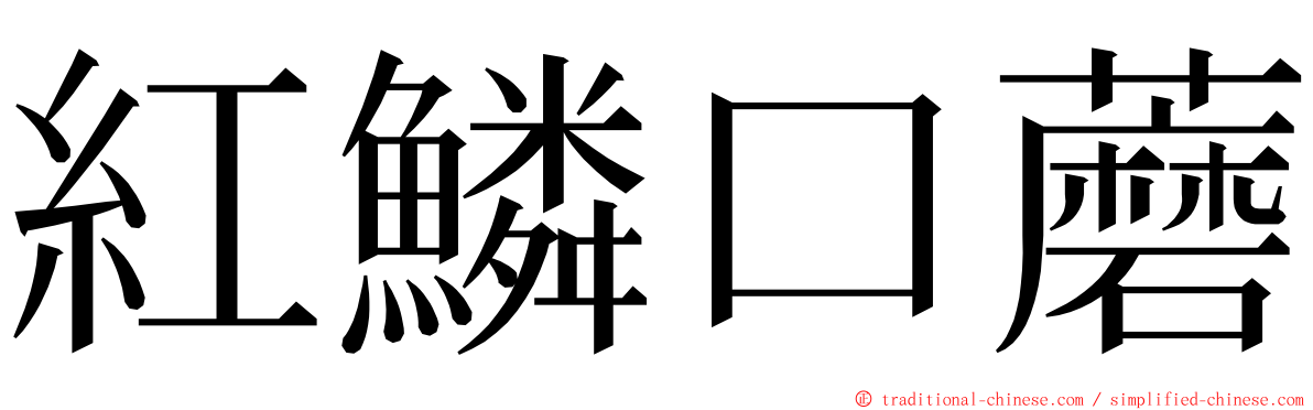 紅鱗口蘑 ming font