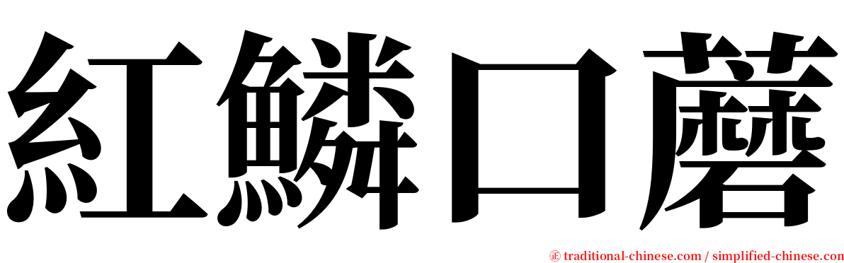 紅鱗口蘑 serif font