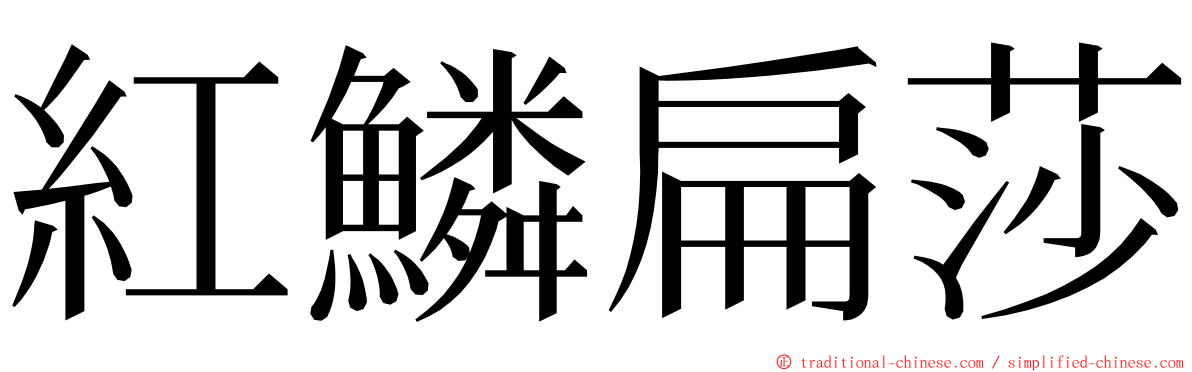 紅鱗扁莎 ming font