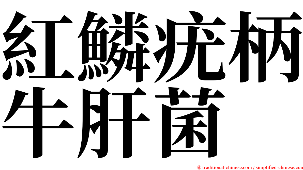 紅鱗疣柄牛肝菌 serif font