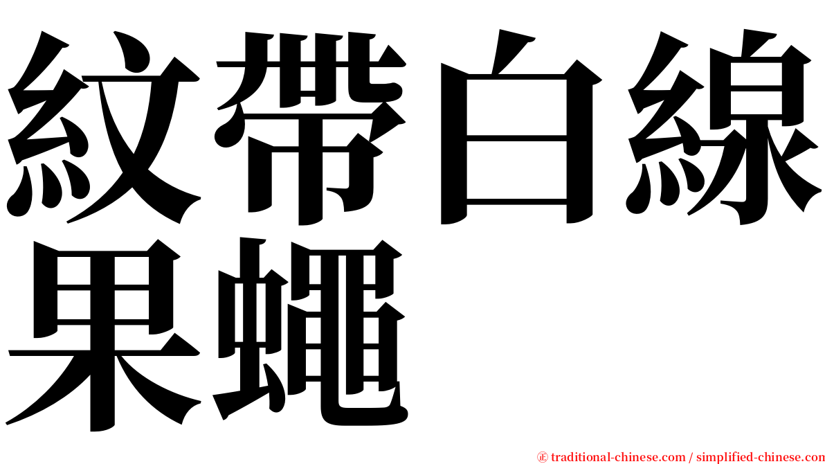 紋帶白線果蠅 serif font