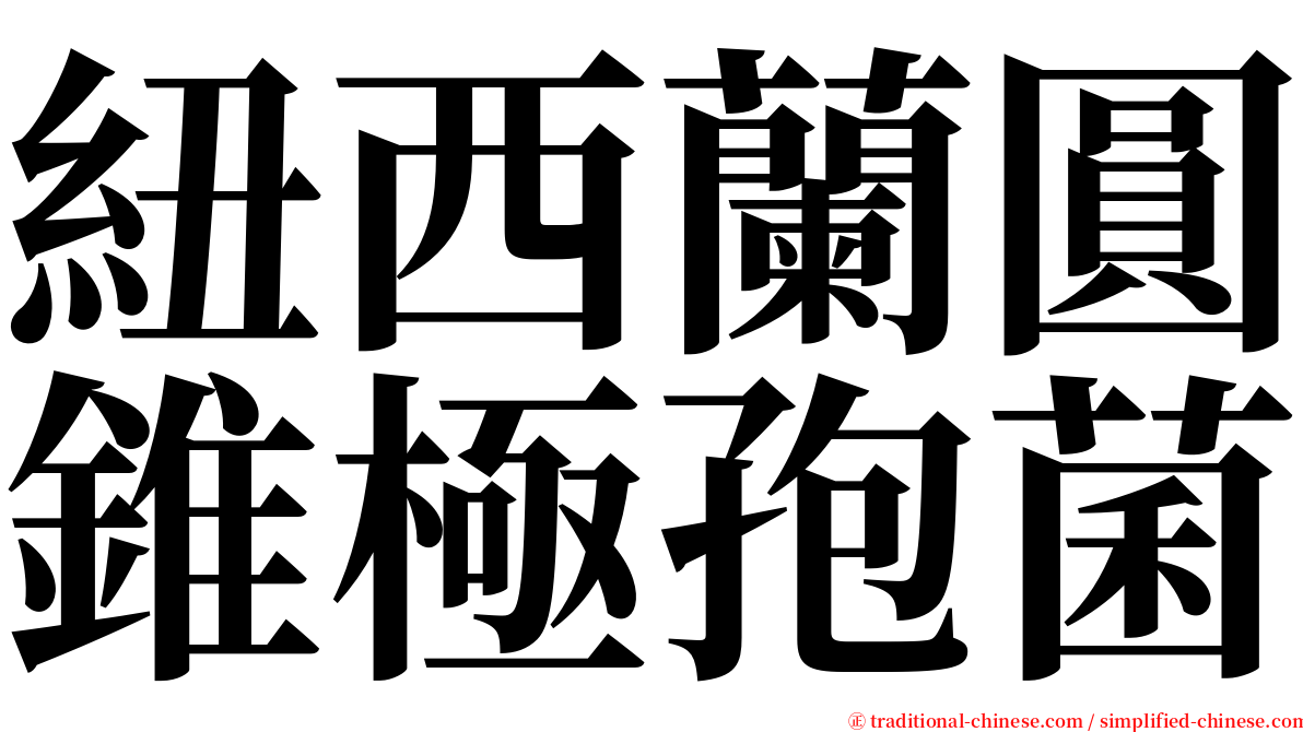 紐西蘭圓錐極孢菌 serif font