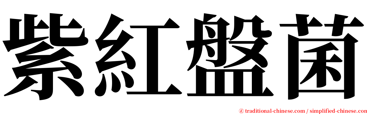 紫紅盤菌 serif font