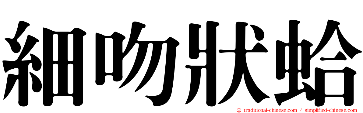 細吻狀蛤